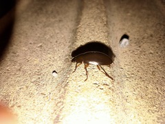 Hydrochara affinis