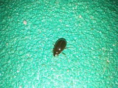 Hydrochara affinis