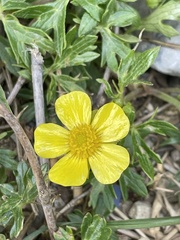 Ranunculus formosa-montanus