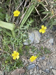 Ranunculus formosa-montanus