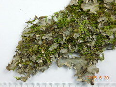 Peltigera ponojensis