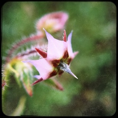Trichodesma africanum