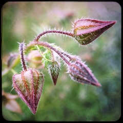 Trichodesma africanum
