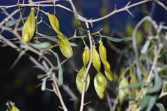 Ammodendron bifolium