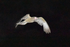 Caprimulgus aegyptius