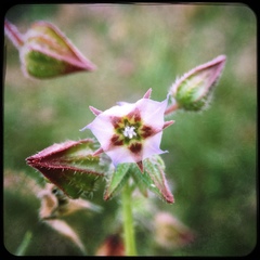 Trichodesma africanum