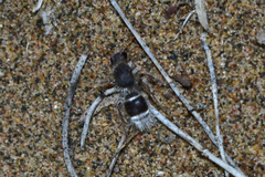 Pseudophotopsis