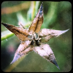 Trichodesma africanum