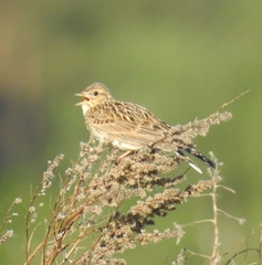 Alauda arvensis