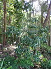 Acronychia wilcoxiana