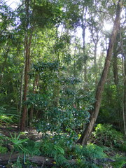 Acronychia wilcoxiana