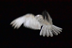 Caprimulgus aegyptius