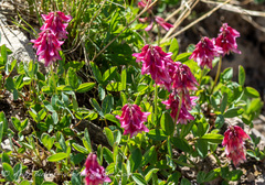 Trifolium brandegeei