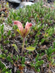 Pedicularis capitata