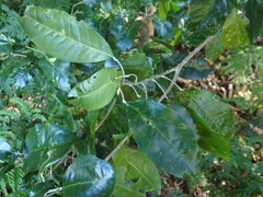 Acronychia wilcoxiana