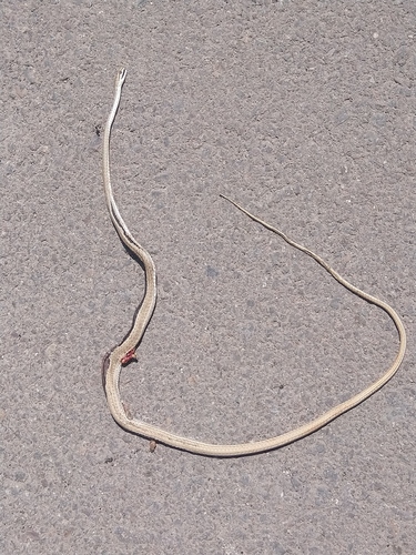 Forskal Sand Snake
