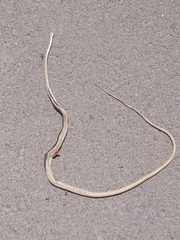 Psammophis schokari