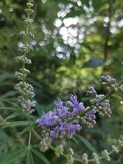 Vitex agnus-castus