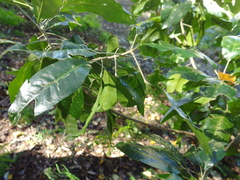 Acronychia wilcoxiana