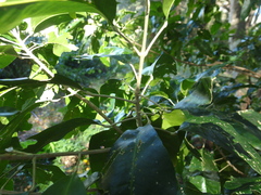 Acronychia wilcoxiana