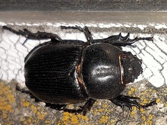 Eophileurus chinensis