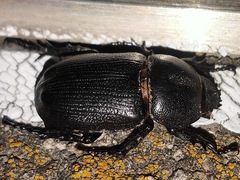 Eophileurus chinensis