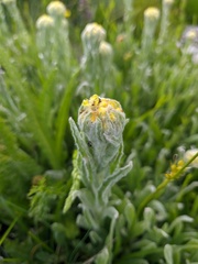 Helichrysum graveolens