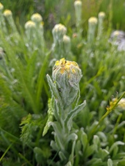 Helichrysum graveolens