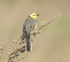 Motacilla citreola