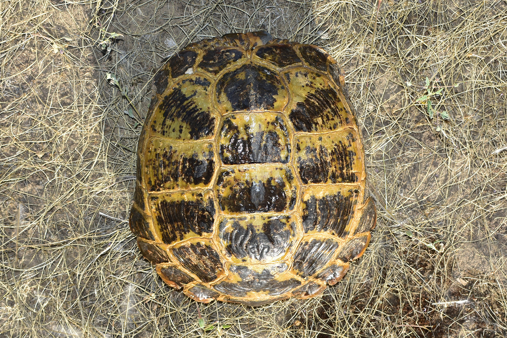 Afghan Tortoise in June 2022 by Kudaibergen Amirekul · iNaturalist