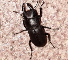 Dorcus striatipennis striatipennis