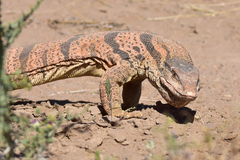 Varanus griseus caspius