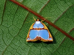 Titulcia confictella