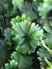 Crepidomanes minutum