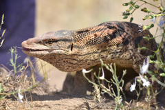 Varanus griseus caspius