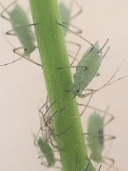 Macrosiphum gei
