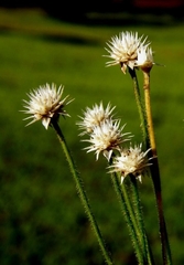 Eriocaulon stellulatum