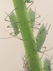 Macrosiphum gei