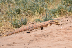 Varanus griseus caspius