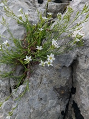 Minuartia adenotricha