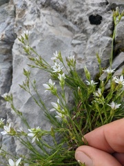 Minuartia adenotricha