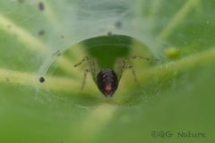 Allagelena difficilis