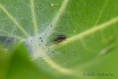 Allagelena difficilis