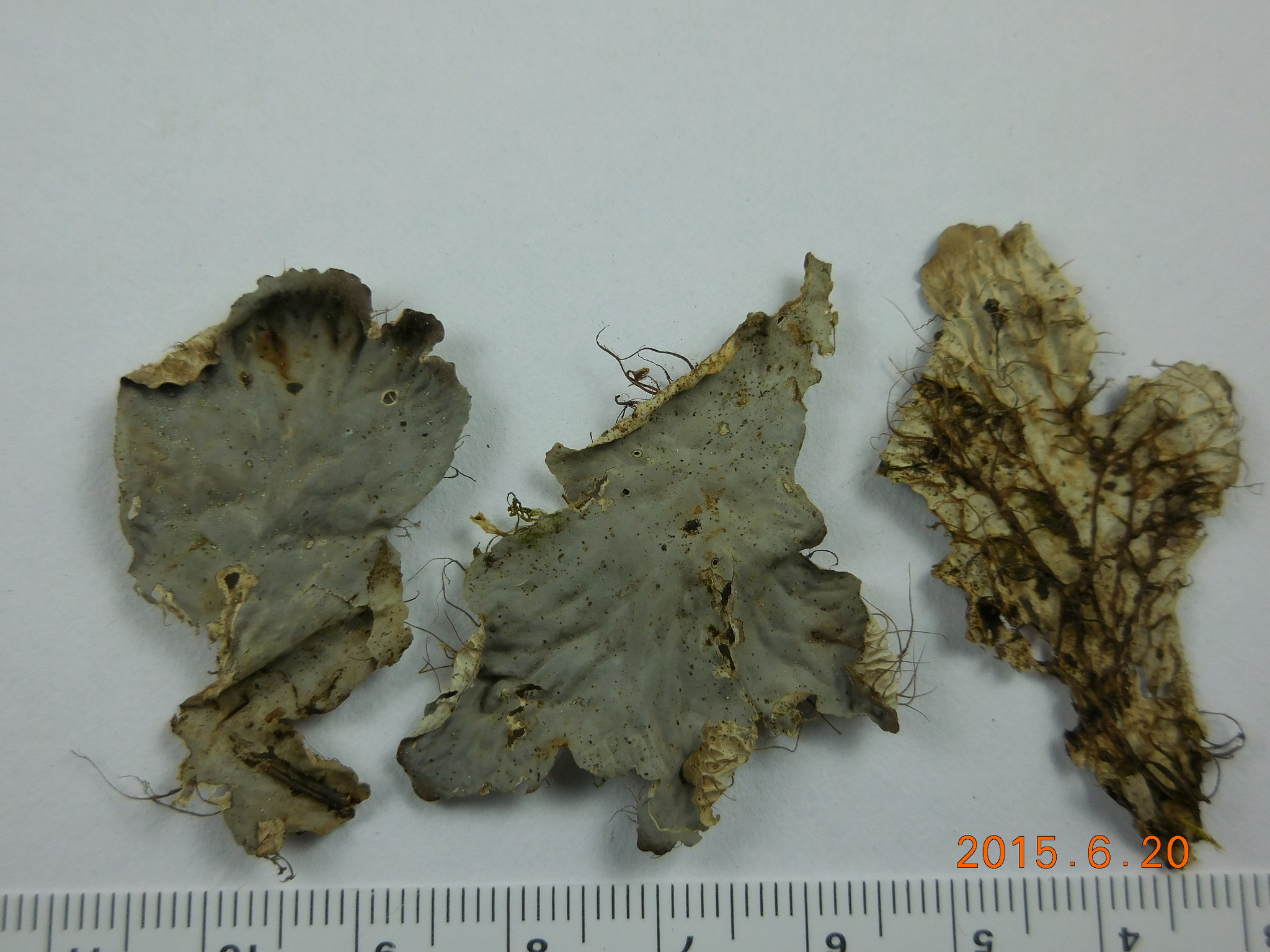 Peltigera praetextata image