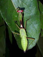 Camelomantis