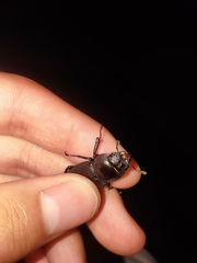 Dorcus rectus rectus