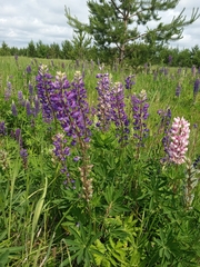 Lupinus polyphyllus