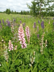 Lupinus polyphyllus