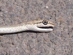 Psammophis schokari