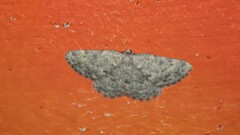 Charissa glaucinaria